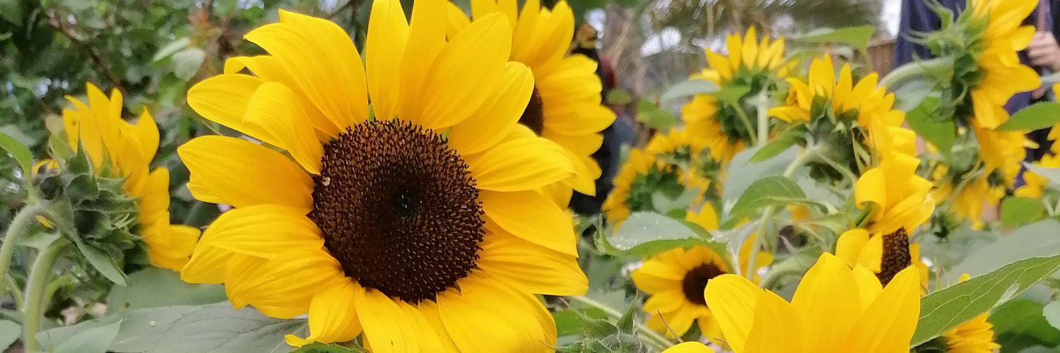 PSW Wolverhampton banner