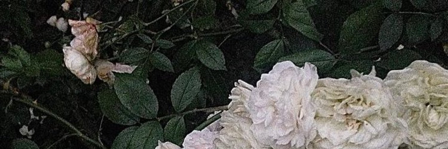 HeatherKaiser16's profile banner image