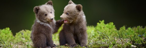 WWFCA_SciComm Profile Banner