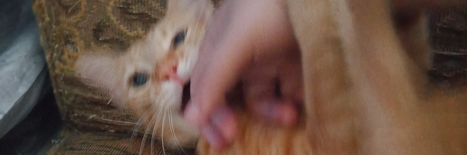 julstrulyy's profile banner image