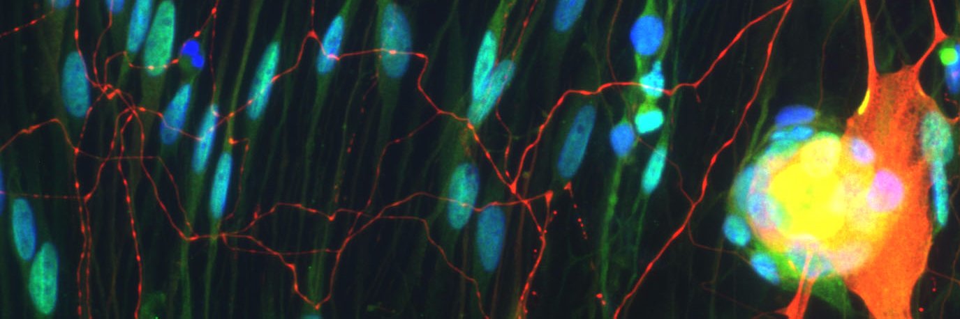 Dr Johanna Hannan banner