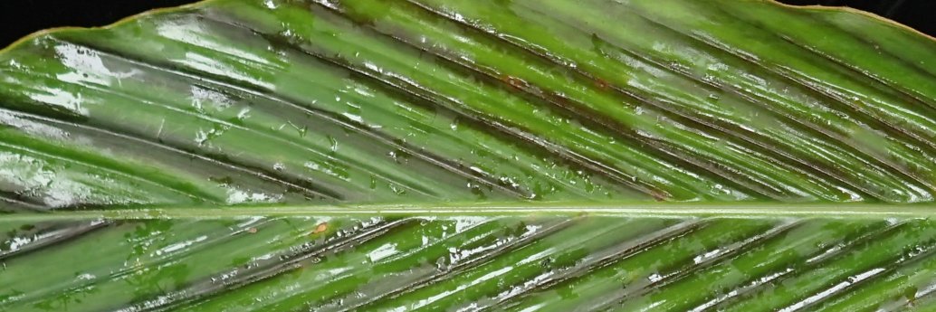 Axel Dalberg Poulsen banner