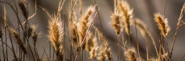 mariposas22 Profile Banner