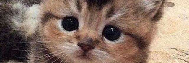 Warmpets's profile banner image