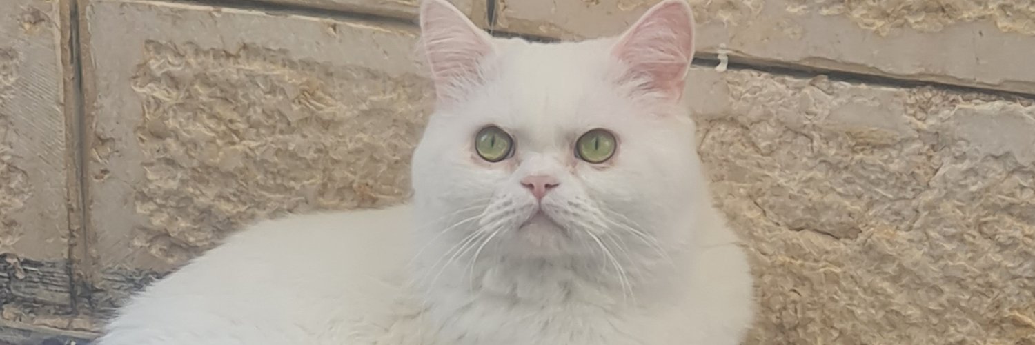 issashebat's profile banner image