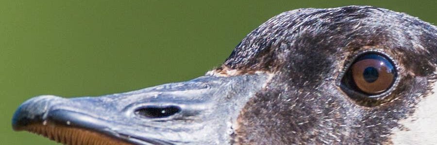 Steve Jambor banner