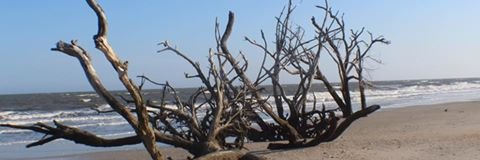 SandDollar04's profile banner image