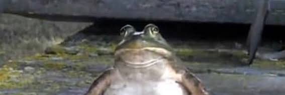 Lachlan Varricchio banner