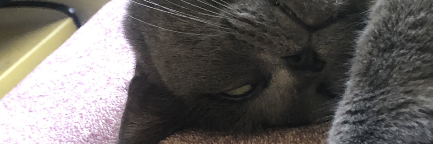sofiadelion's profile banner image