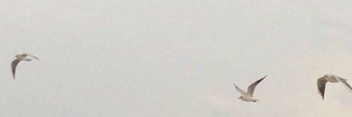 Mrvii0's profile banner image