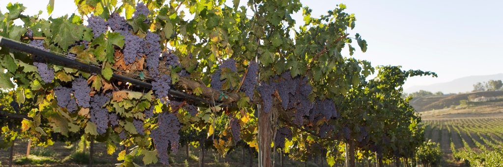 Amber @ SpitBucket.net banner