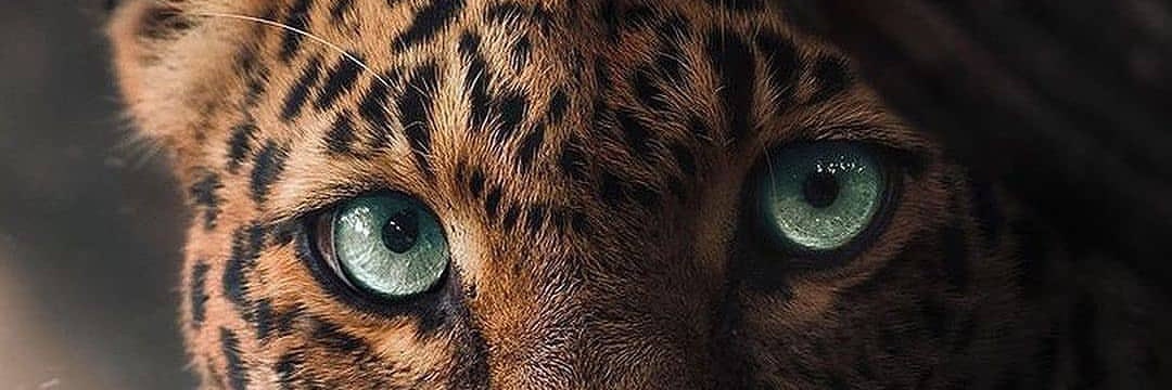 siya_sims95's profile banner image