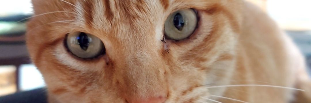 Hhidhe's profile banner image