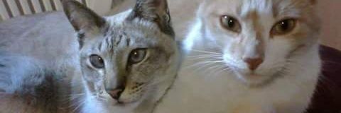 ANDREA_YAJOA's profile banner image