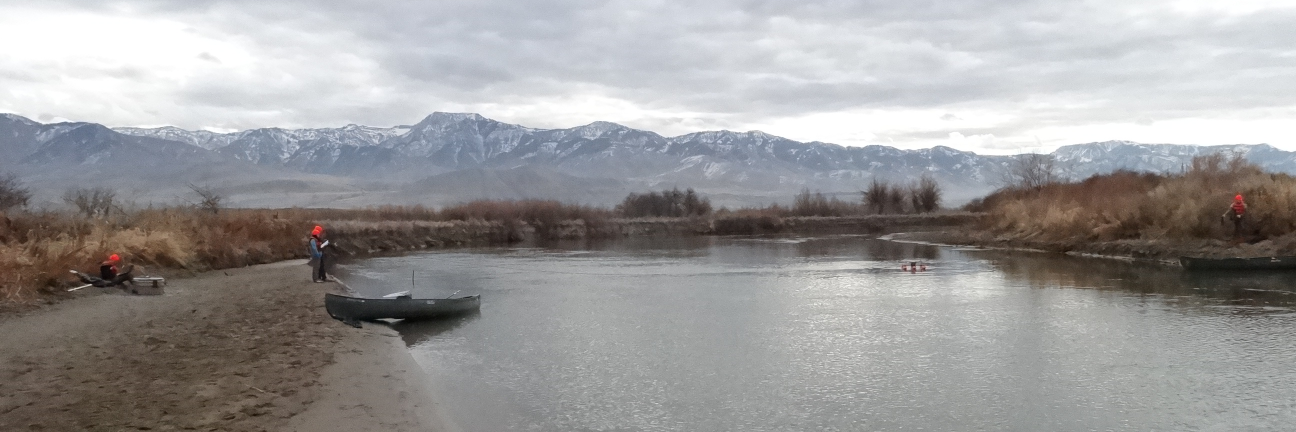 David E. Rosenberg banner