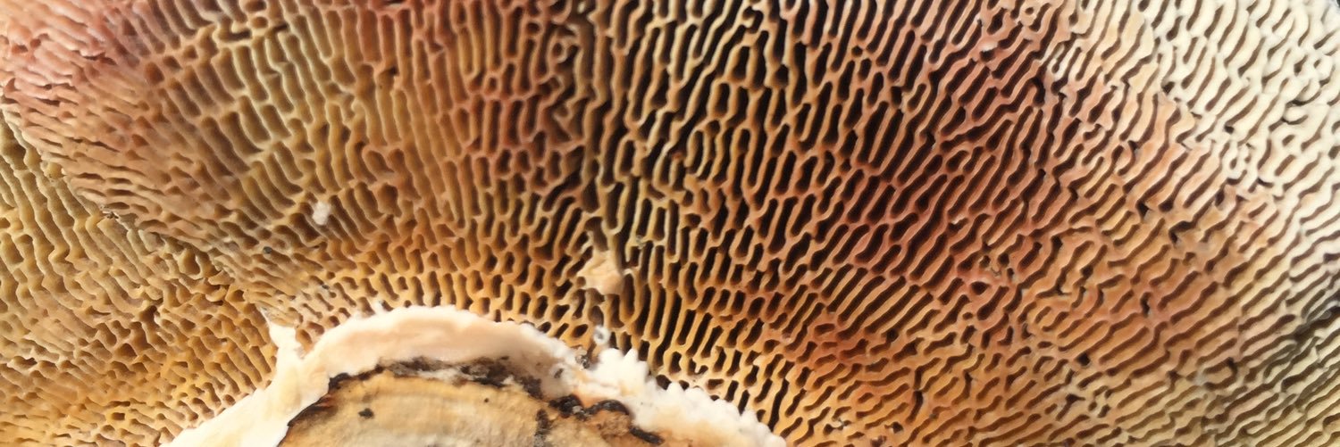 CMULizardLady's profile banner image