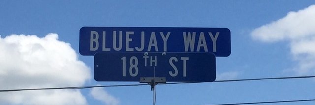 The Bluejay Way banner