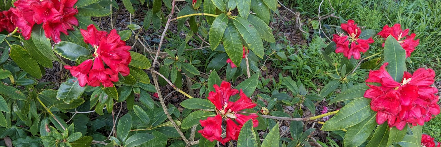 Jed Davis 🏳️‍🌈 💙💛 banner