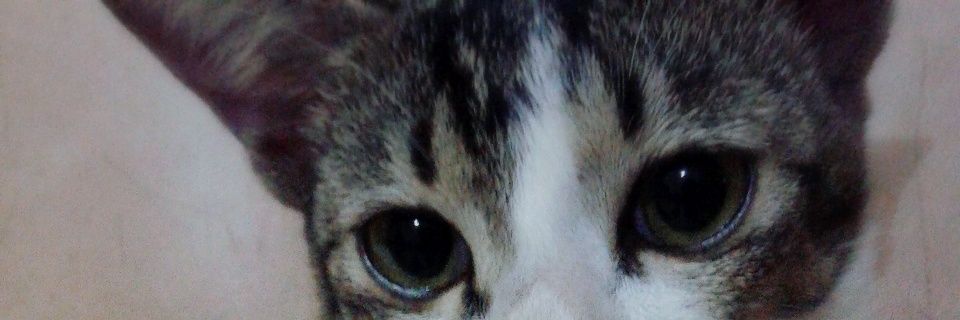 cherryadnan's profile banner image
