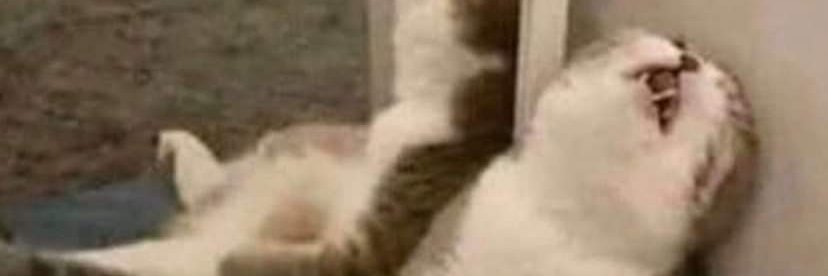 nickelback_Sol's profile banner image