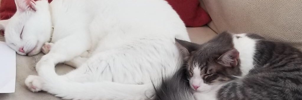 msashleyxdoi's profile banner image