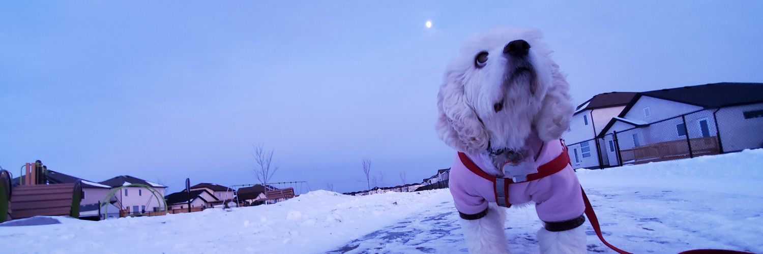 pyanyann_'s profile banner image