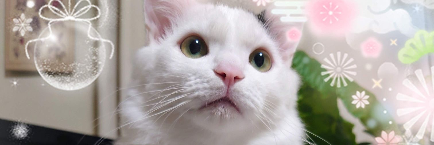 𖤣𖥧𖡼.𖤣𖥧こころ𖤣𖥧𖡼.𖤣𖥧(@もふもふ島🏝) banner