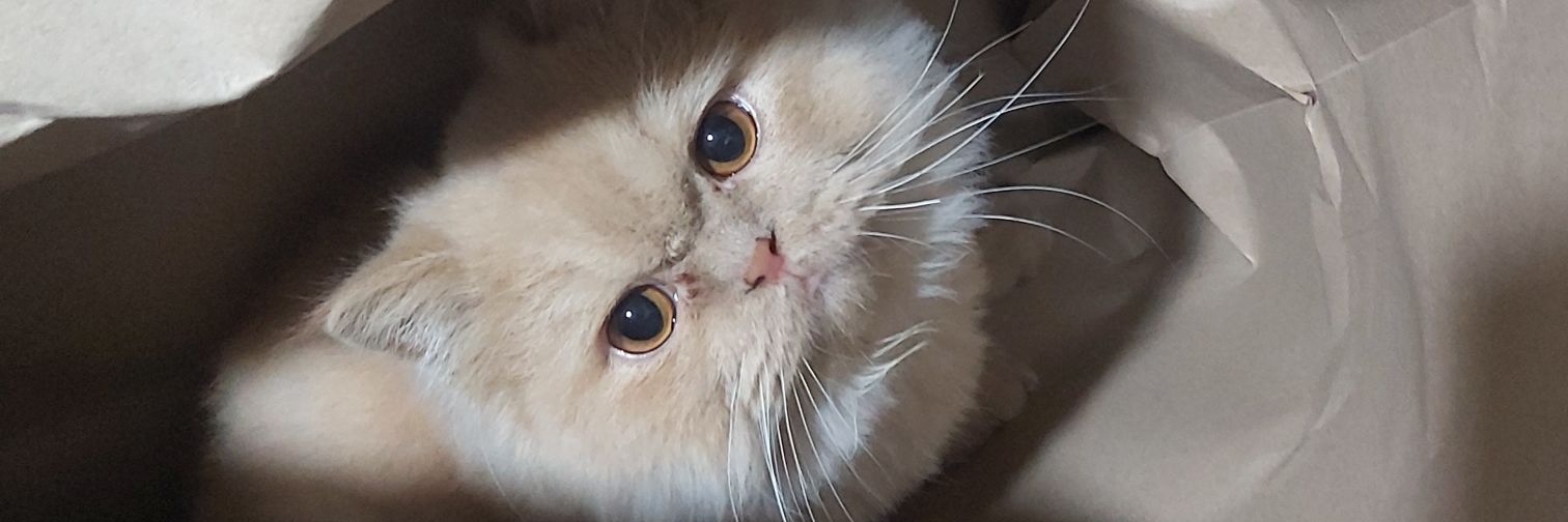 aysegull's profile banner image