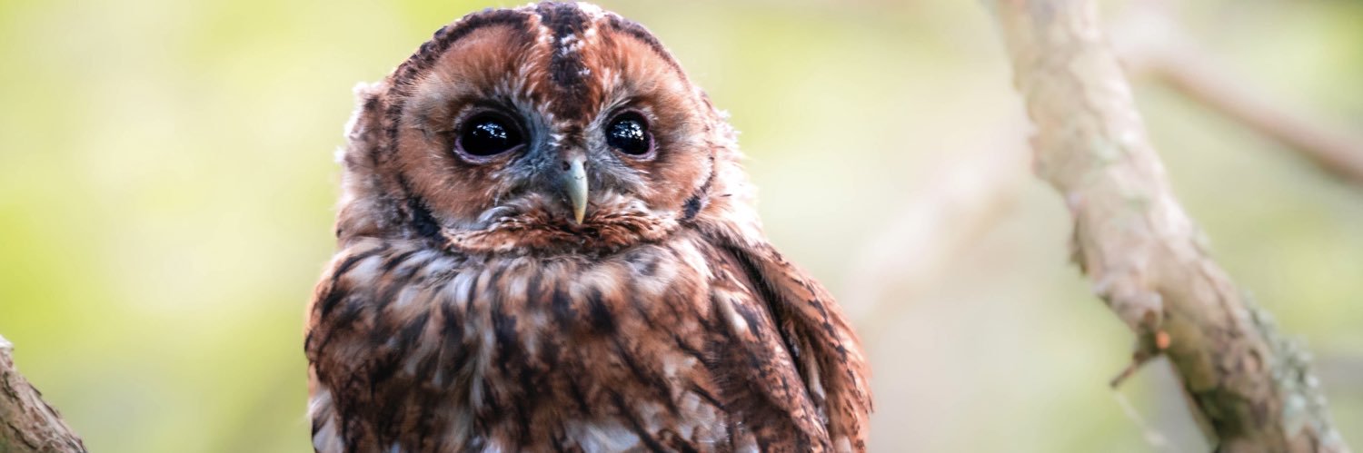 Hannah Stitfall banner