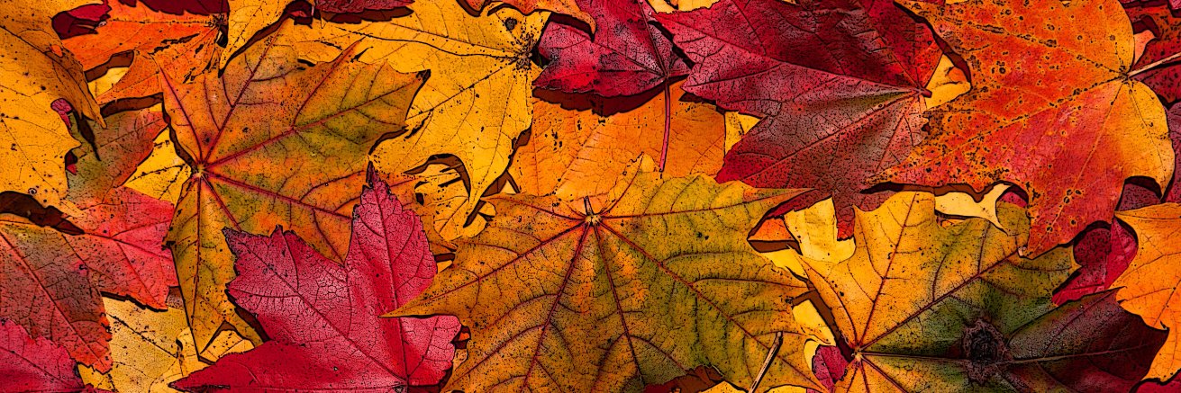 Jessica Brown banner