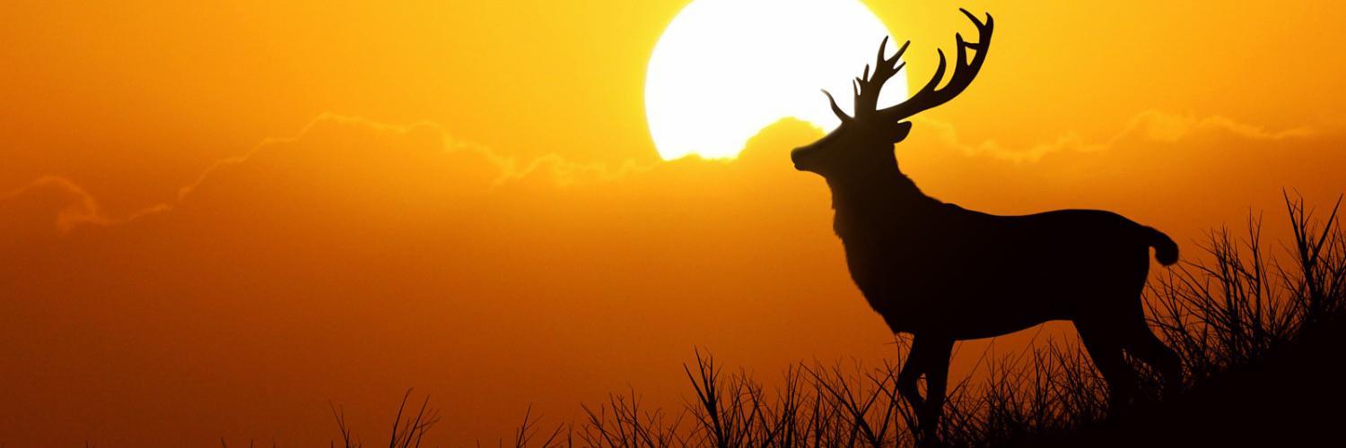 JavaidWilliam's profile banner image