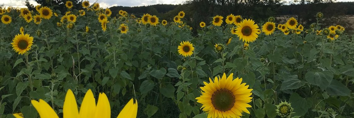 SanniHelander's profile banner image