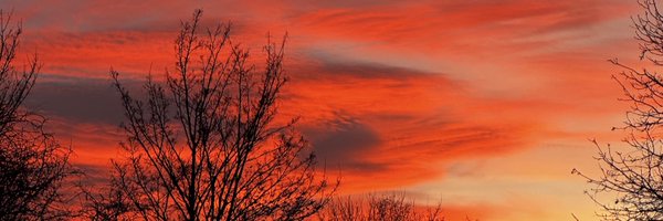 dognolonger_ Profile Banner