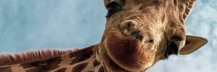 sucimentari28's profile banner image