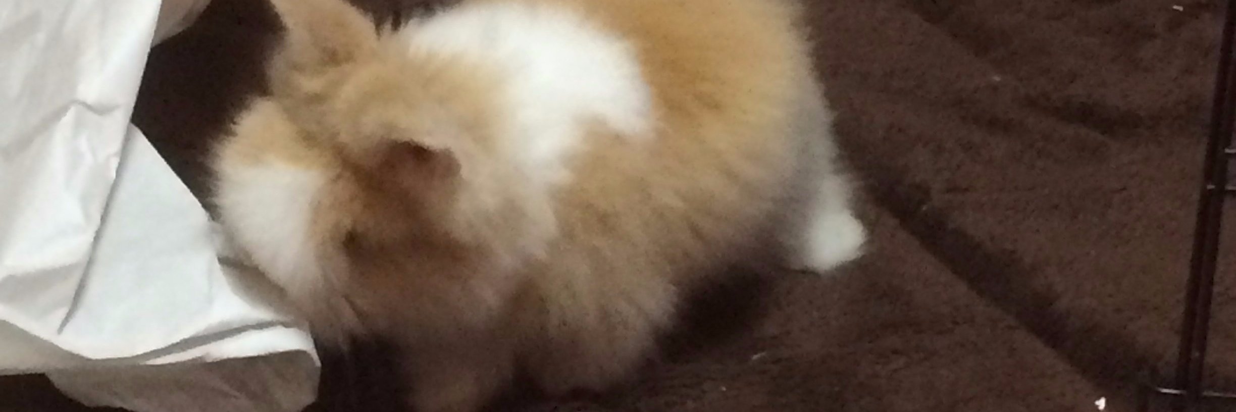 mioxtuzuki's profile banner image