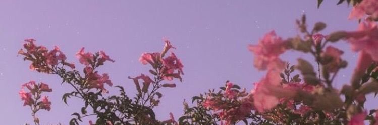 ltnialler's profile banner image