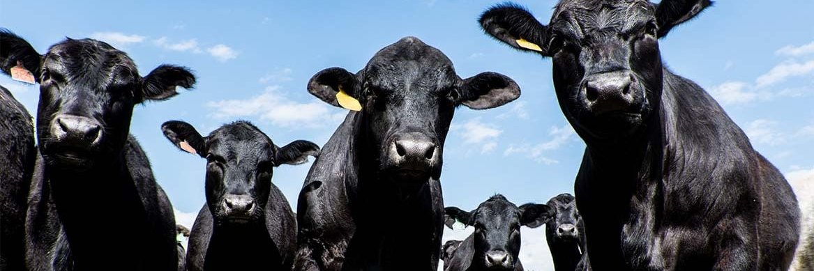 Angus 🇧🇷 🐄🐂🐃 🇧🇷 banner