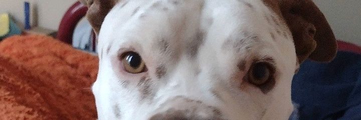 jocezarco's profile banner image