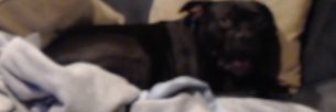 Major Aimless banner