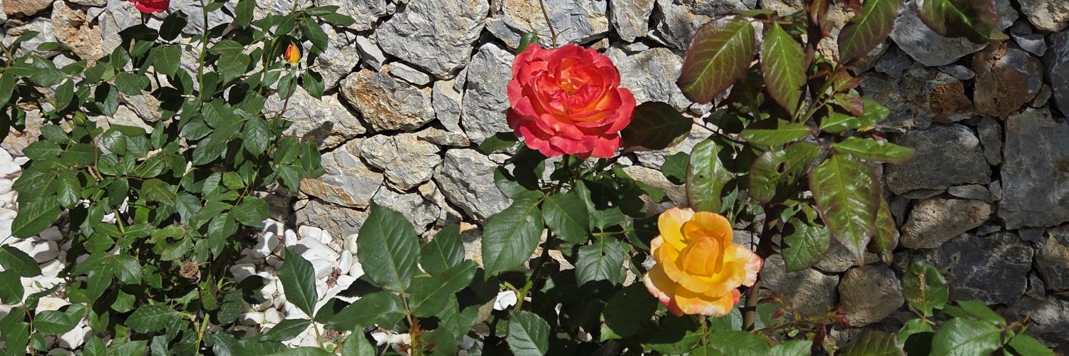 robrach's profile banner image