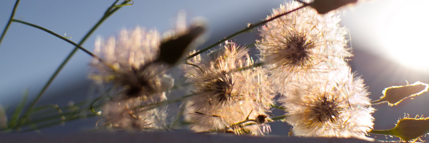 𒀭sσℓ ♡ 𑁍 🦋🐞🐰 banner