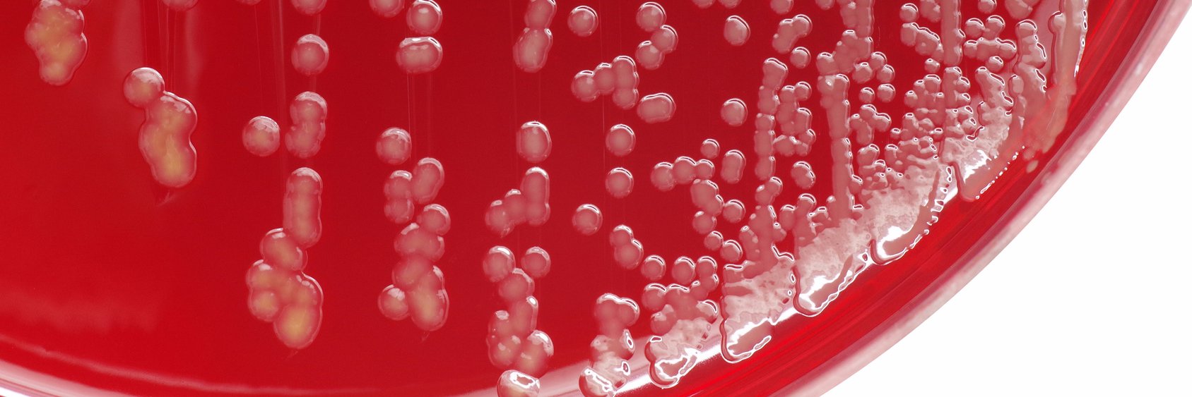 AMiCI Consortium banner