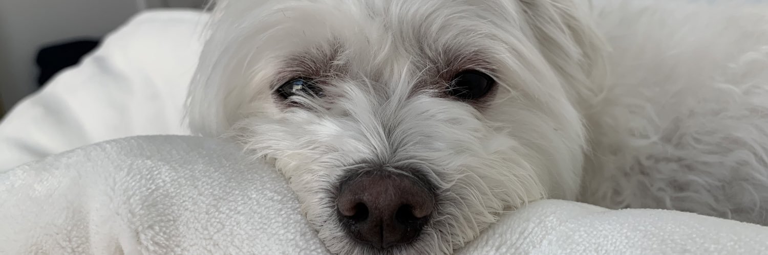 TySines's profile banner image