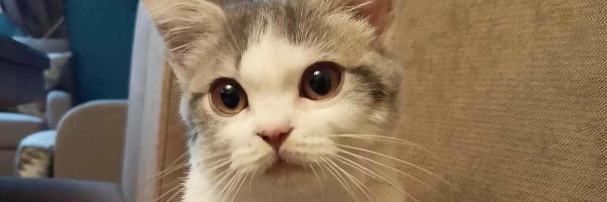 MostaphaSalim's profile banner image