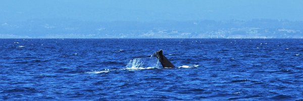 Guozeng_ec Profile Banner