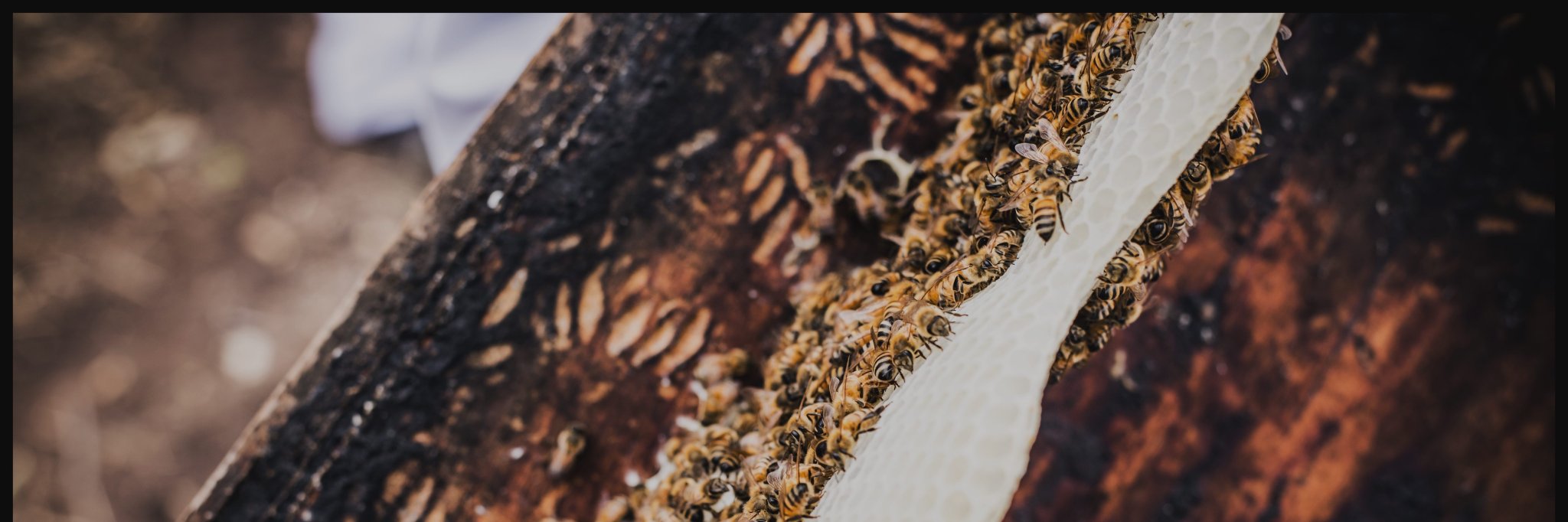 Miel Oro banner
