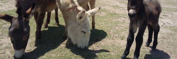 Burrolandia México Profile Banner