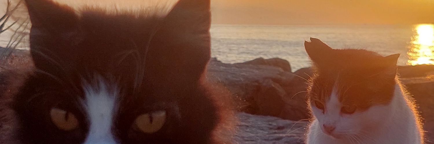 birdiipnot's profile banner image