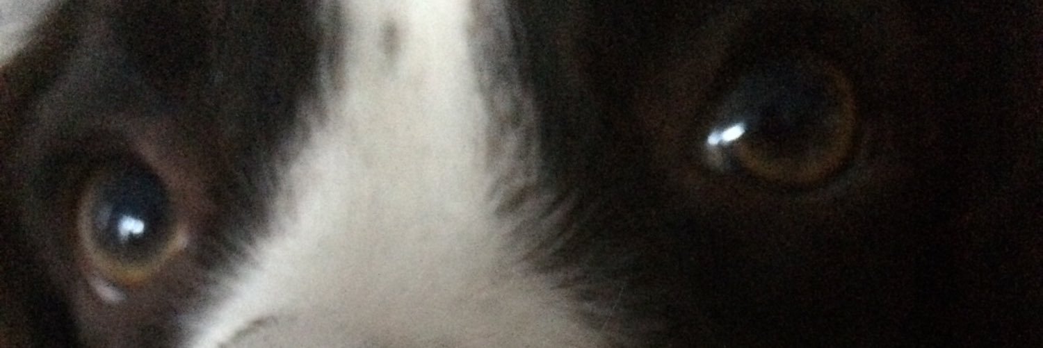 paula_irving's profile banner image