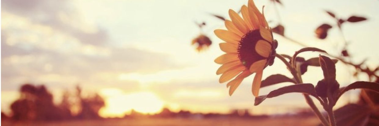 Chessmoree's profile banner image